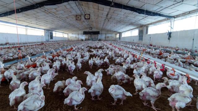 Gallinas en Coria, Holguera y El Rincón del Obispo (Cáceres).