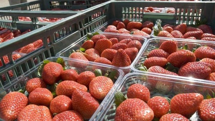 Cajas de fresas en un supermercado.