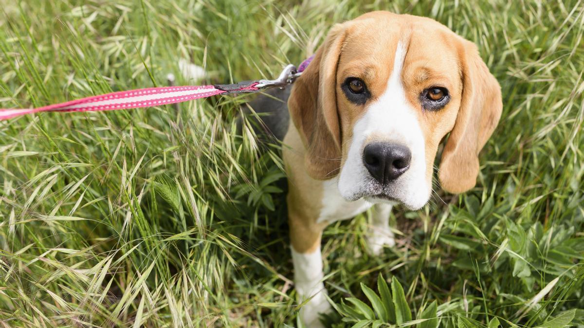 Un perro de la raza beagle, en una imagen de recurso.