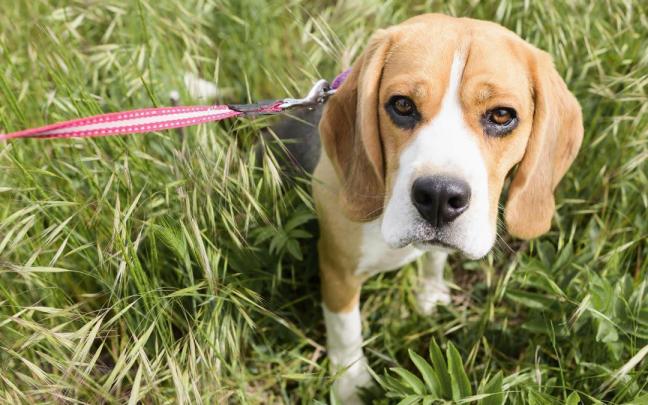 Un perro de la raza beagle, en una imagen de recurso.