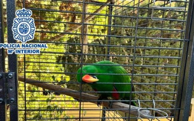 El loro recuperado.