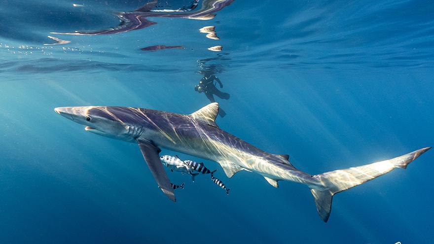 EN IMÁGENES: Así son los tiburones con los que puedes nadar en Bermeo