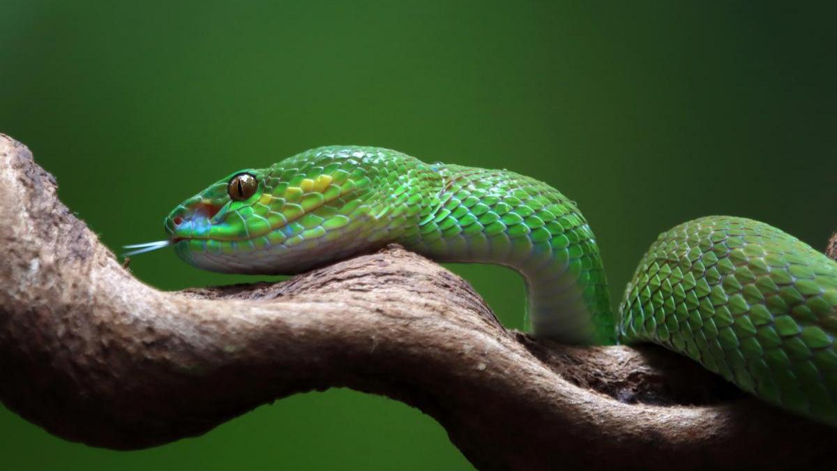 Una serpiente en una rama.