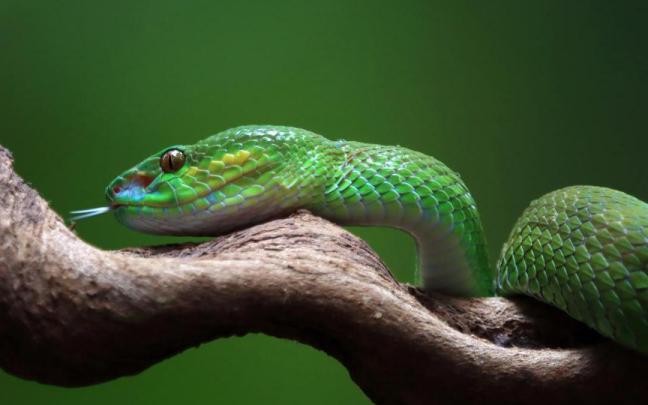 Una serpiente en una rama.