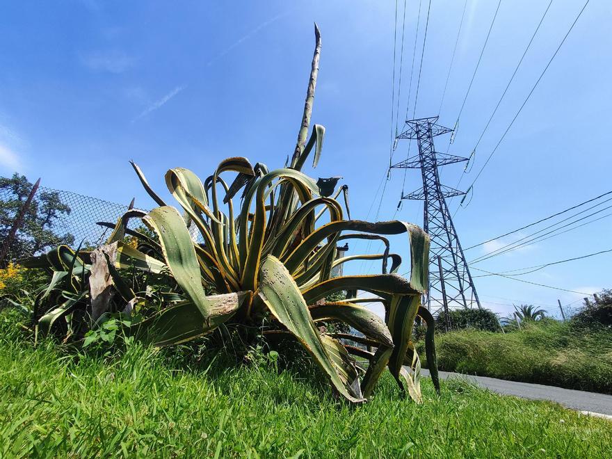 La planta lleva más de treinta años creciendo junto al caserio Gurutze.