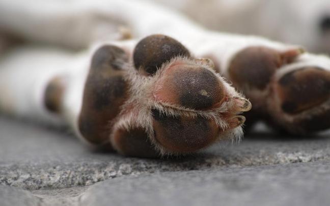El arrestado dejó sin agua ni comida en el interior de un cobertizo a cinco de sus perros.
