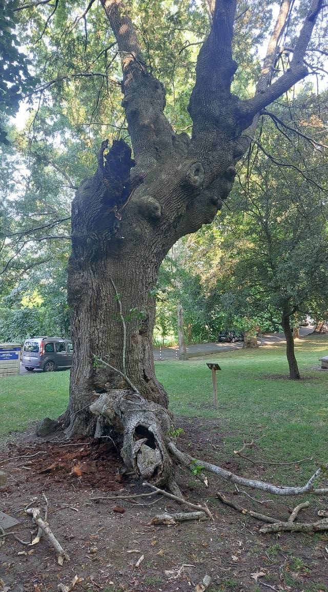Rama de gran envergadura caída de un árbol de la campa de la Encina de Artziniega en julio de 2025
