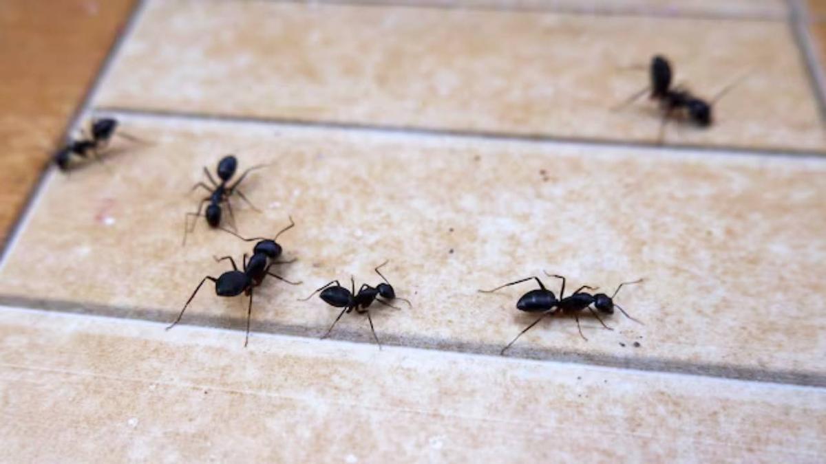 Una plaga de hormigas en el interior de una casa