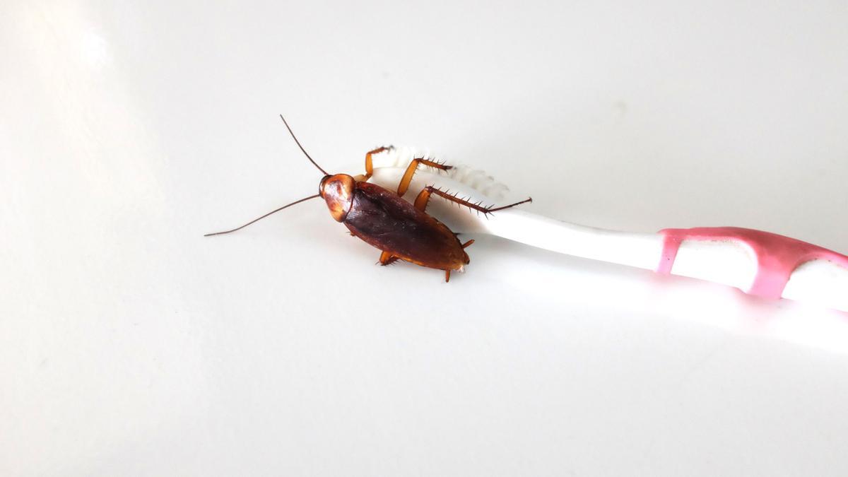 Una cucaracha busca alimento en un cepillo de dientes.