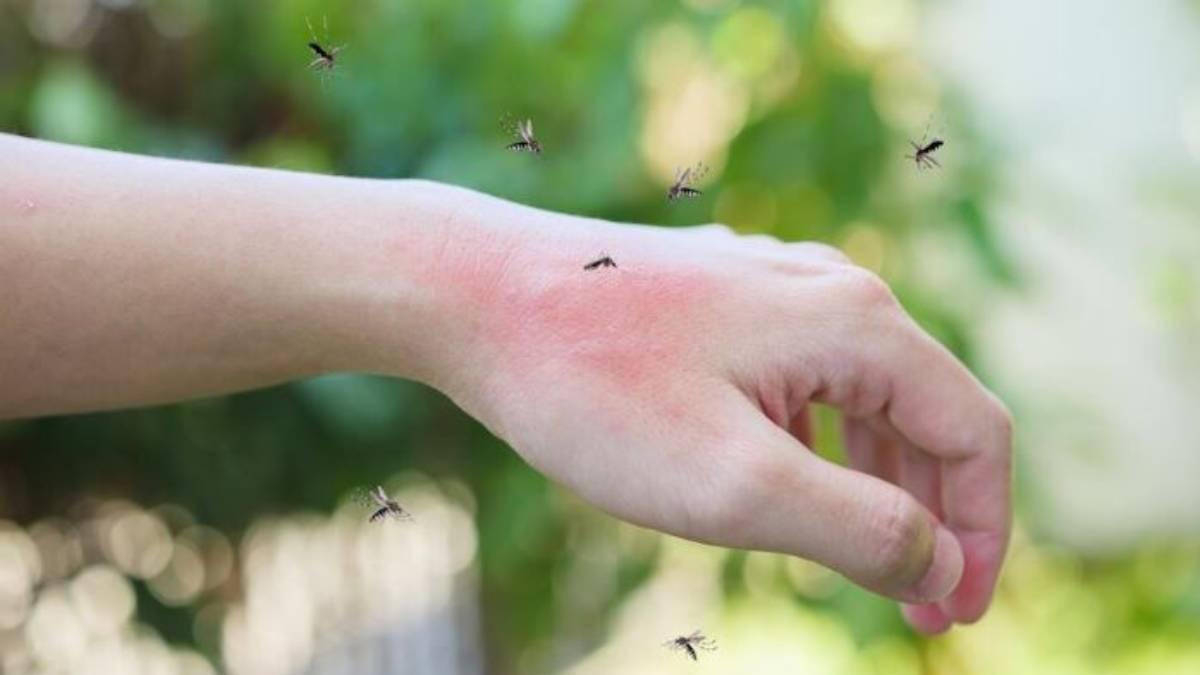El aroma de la citronela enmascara estos olores, dificultando que los mosquitos localicen a su "presa".