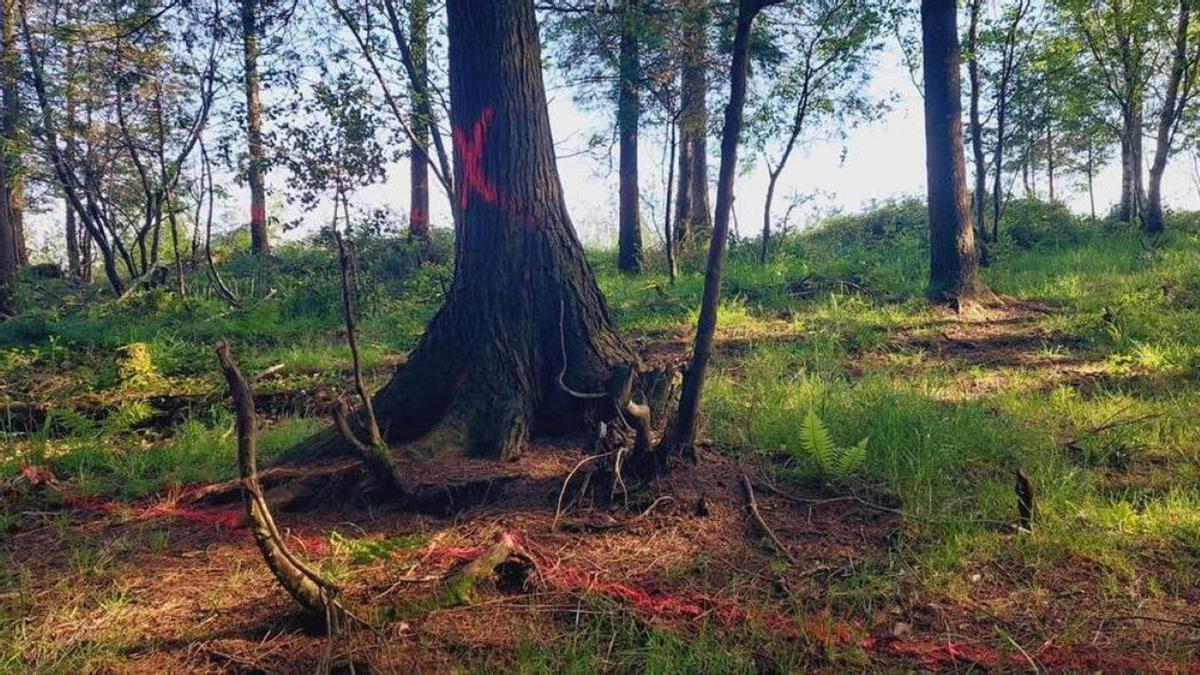 Marcas en los árboles de la zona en la que se contempla instalar el medidor de viento.