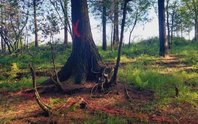 Marcas en los árboles de la zona en la que se contempla instalar el medidor de viento. / Sañu Bizirik Marcas en los árboles de la zona en la que se contempla instalar el medidor de viento.