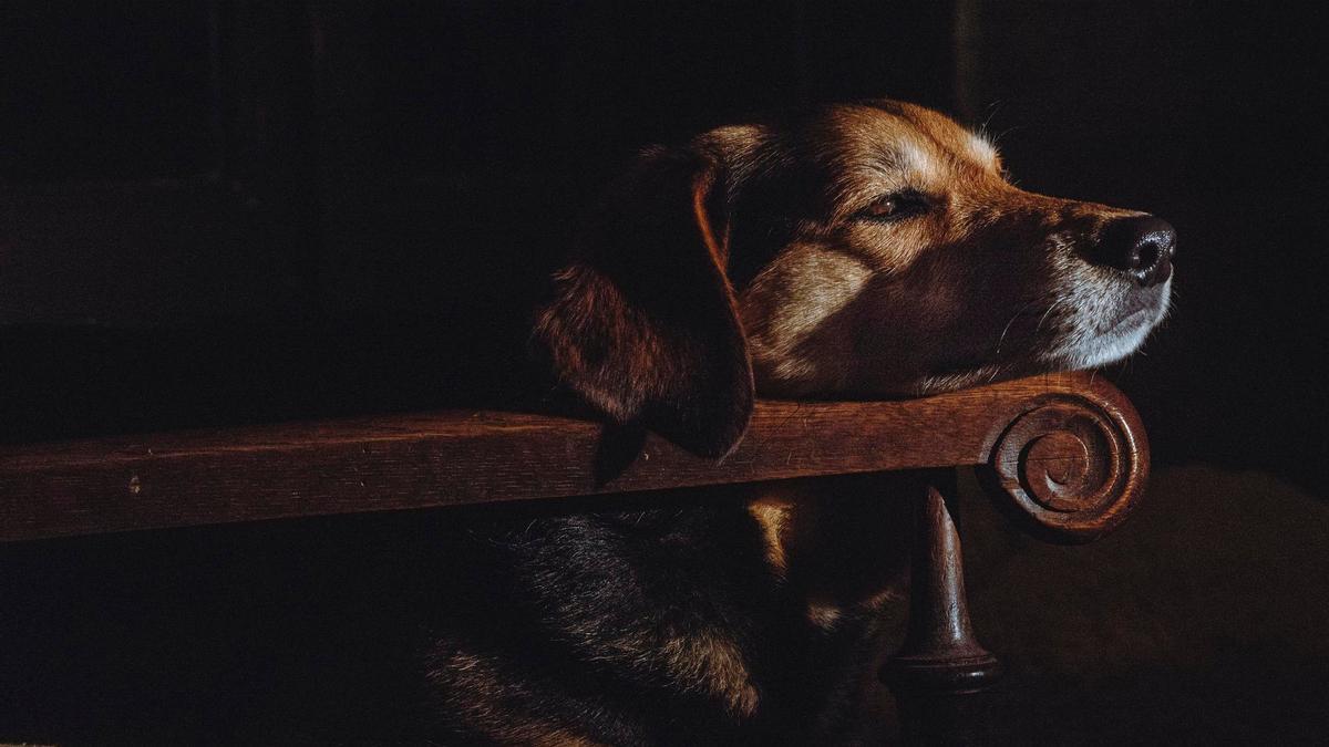 Un perro se deja bañar por la luz del sol.