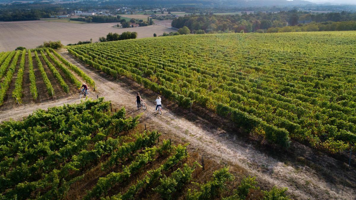 Ruta en bici entre los viñedos de Jasnières.