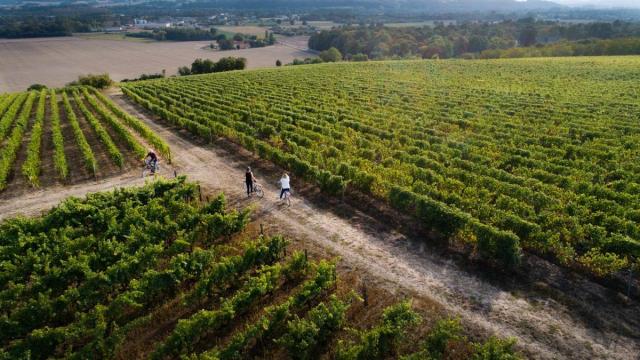 Ruta en bici entre los viñedos de Jasnières.