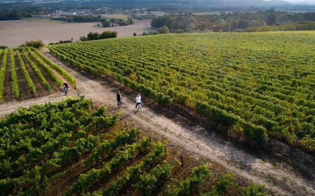 Ruta en bici entre los viñedos de Jasnières.