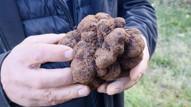 Trufa de más de 500 gramos encontrada en Campezo el pasado enero