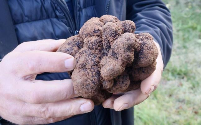 Trufa de más de 500 gramos encontrada en Campezo el pasado enero