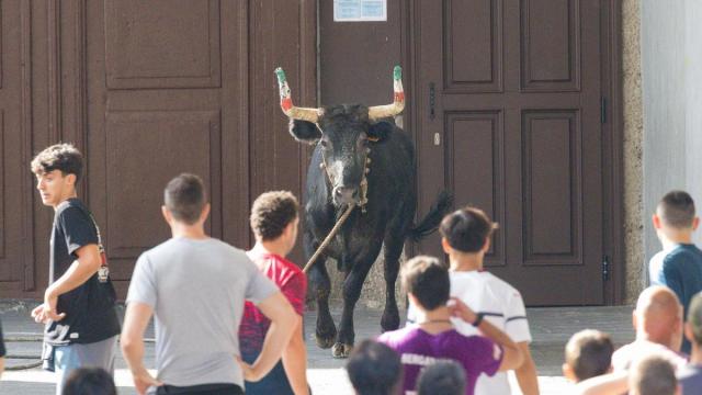 La sokamuturra tiene arraigo en las tradiciones de muchos pueblos del País Vasco, pero cuenta también con muchos detractores que denuncian el maltrato animal.