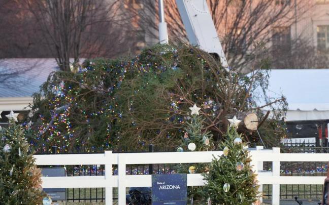 El árbol caído de la Casa Blanca.