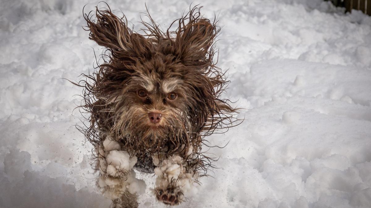 Demasiado frío para seguir jugando en la nieve.