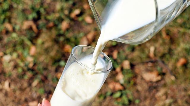 Una leche de calidad aporta proteínas de un alto valor biológico fundamentales para nuestro organismo.