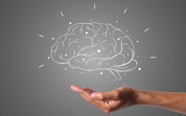 El cerebro humano tiene una mayor plasticidad de lo que se pensaba.