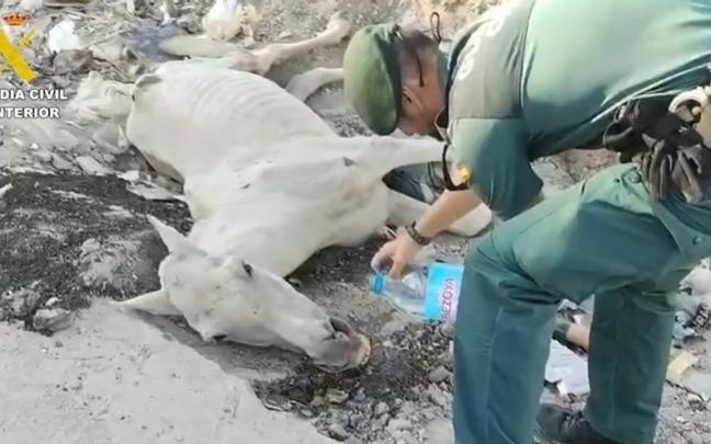 Agente de la Guardia Civil junto al caballo abandonado en Valdemingómez al que hubo que practicar al eutanasia.