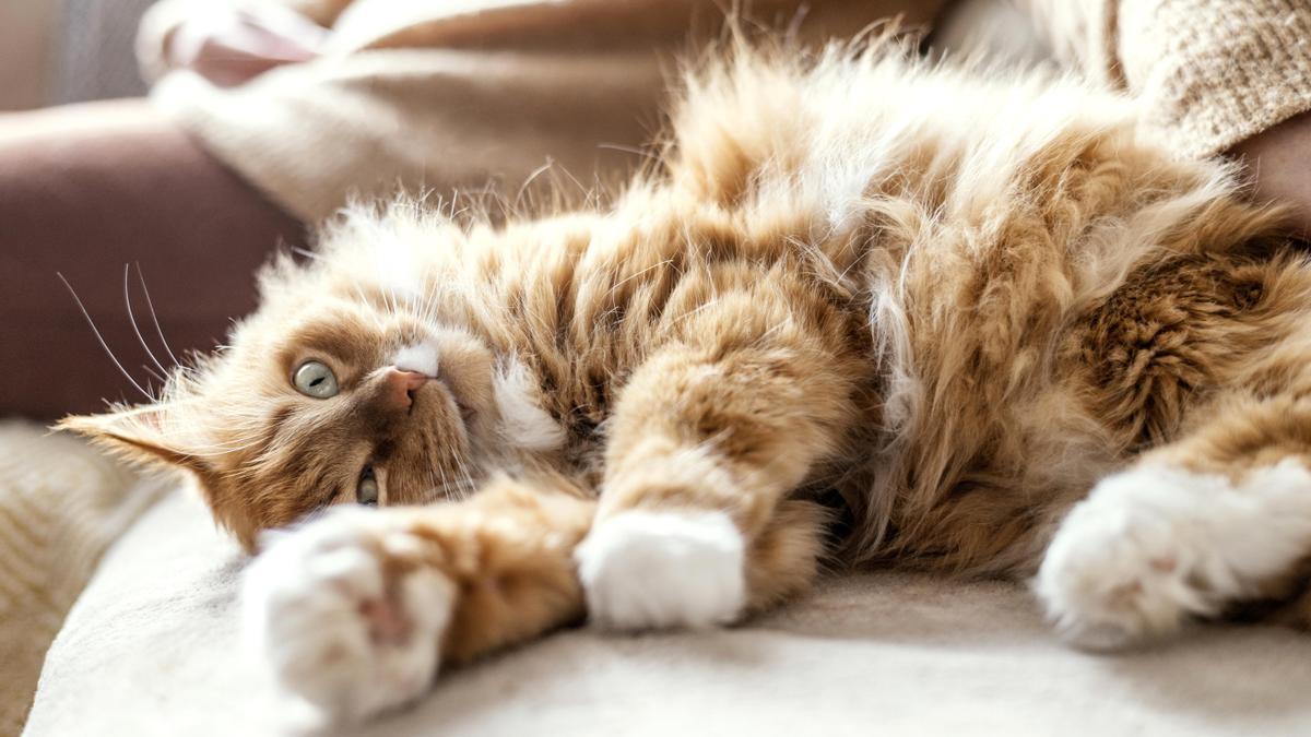 Gato naranja de pelo largo.