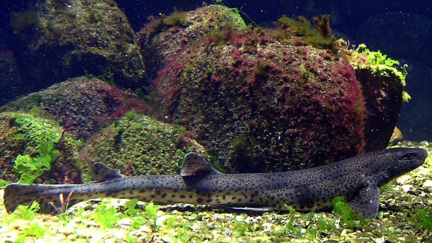 Pintarroja moteada pequeña en un acuario