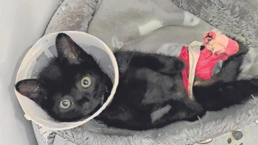 Gato rescatado por Chema y su Manada