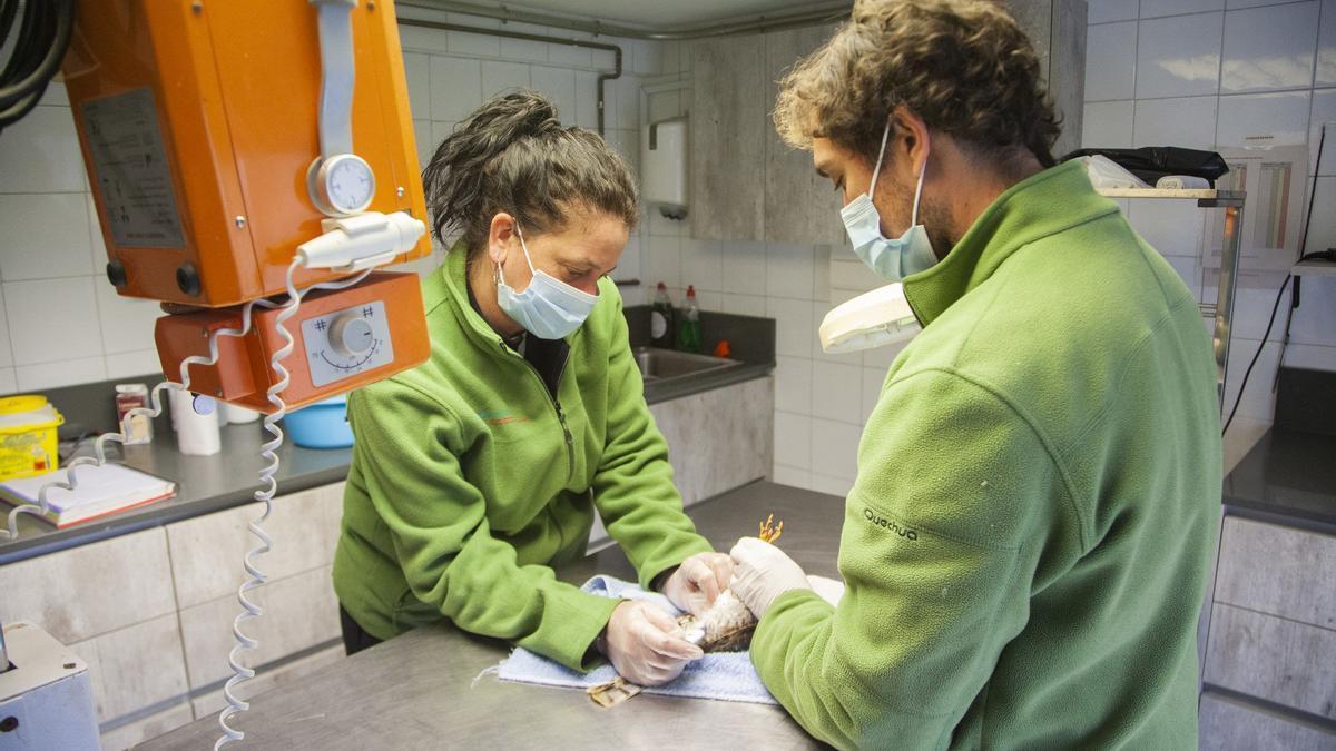 Veterinarios centro de recuperación de fauna silvestre de Martioda, en una imagen de archivo