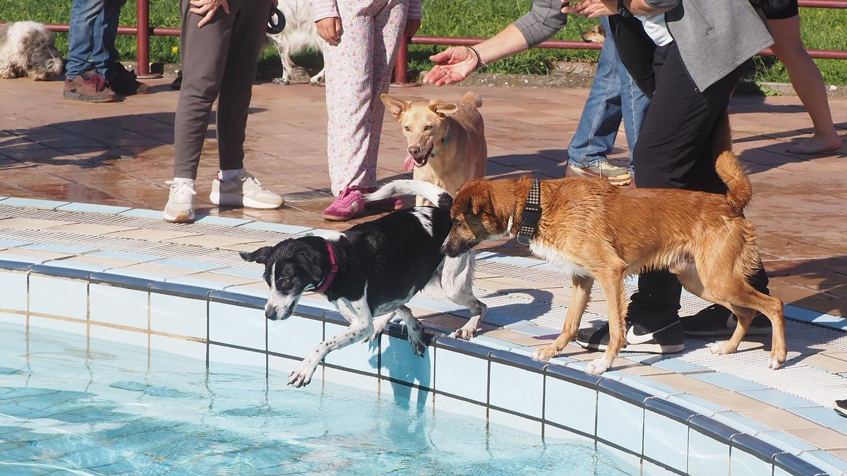 Los más animosos no dudaron en zambullirse en el agua de las piscinas de Ipurua en el encuentro organizado por Marcan Huella.