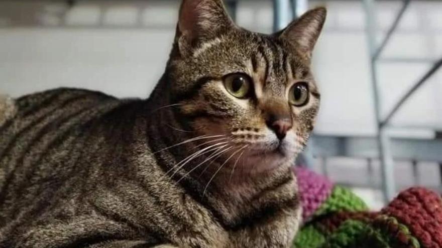 Un gato atendido por Amukatu en el refugio habilitado en el edificio del antiguo matadero municipal