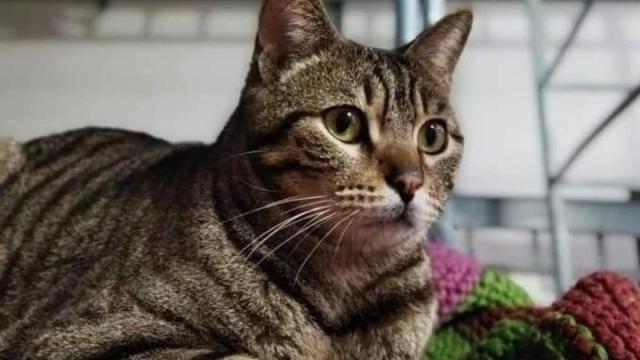 Un gato atendido por Amukatu en el refugio habilitado en el edificio del antiguo matadero municipal / Amukatu Elkartea Un gato atendido por Amukatu en el refugio habilitado en el edificio del antiguo matadero municipal