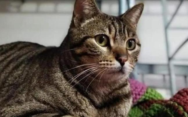 Un gato atendido por Amukatu en el refugio habilitado en el edificio del antiguo matadero municipal / Amukatu Elkartea Un gato atendido por Amukatu en el refugio habilitado en el edificio del antiguo matadero municipal