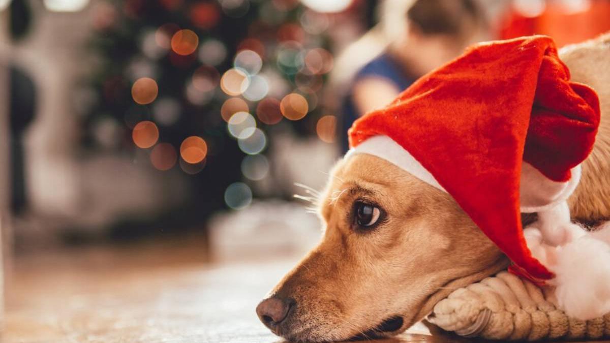 Perro con un gorro de Navidad