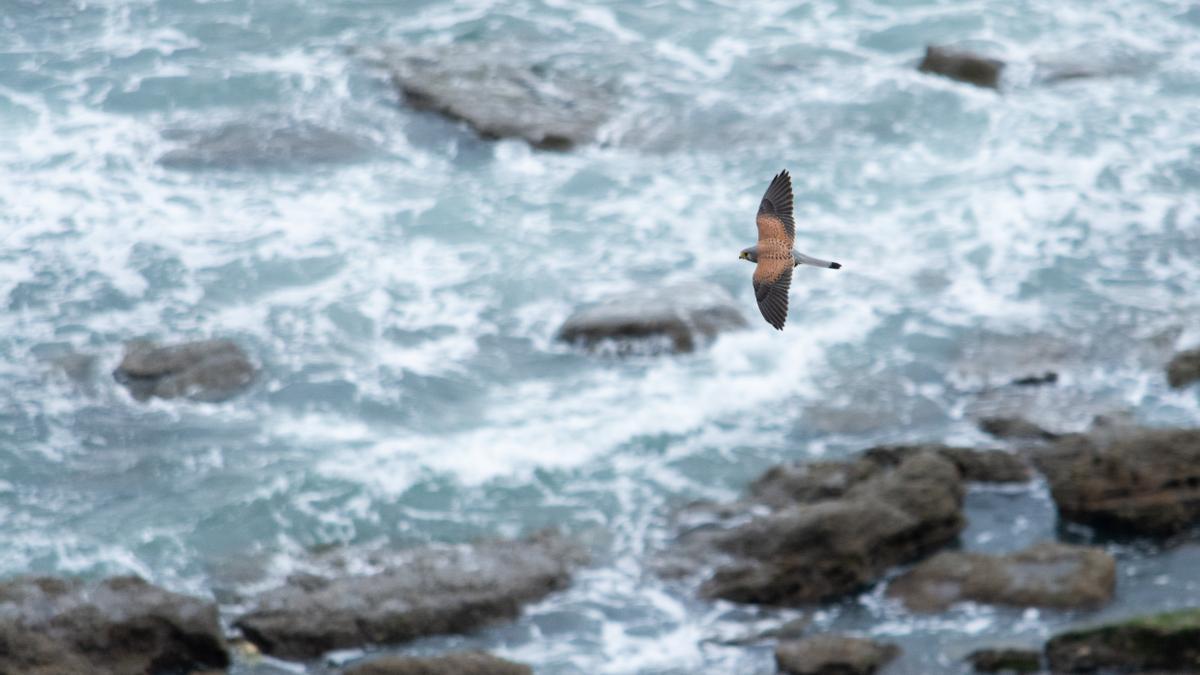 El joven ha llegado a ver especies en peligro.