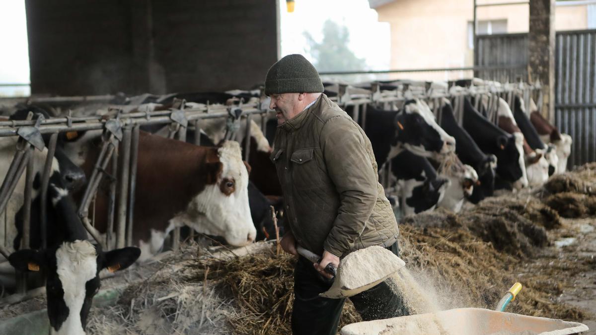 Un ganadero, dando de comer a sus vacas.