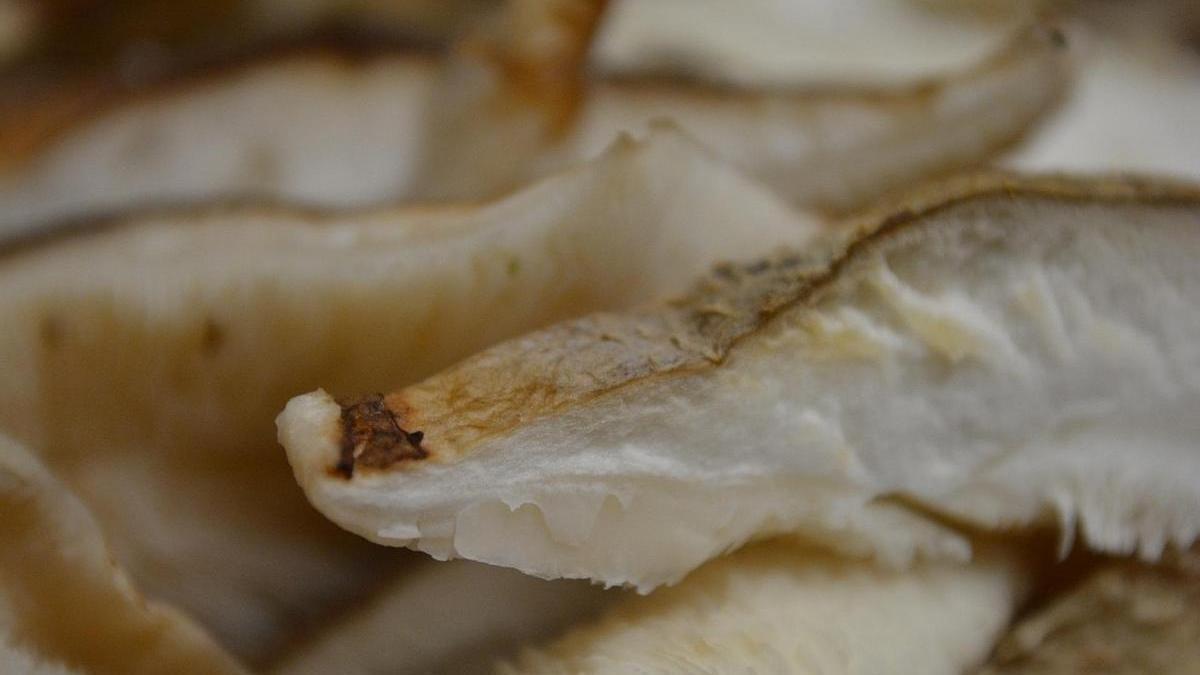 Las Setas Shiitake podrían ayudar a envejecer mejor