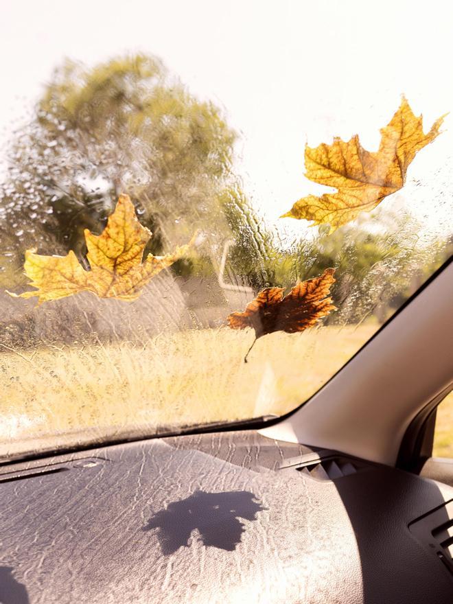 Parabrisas con hojas en el coche.