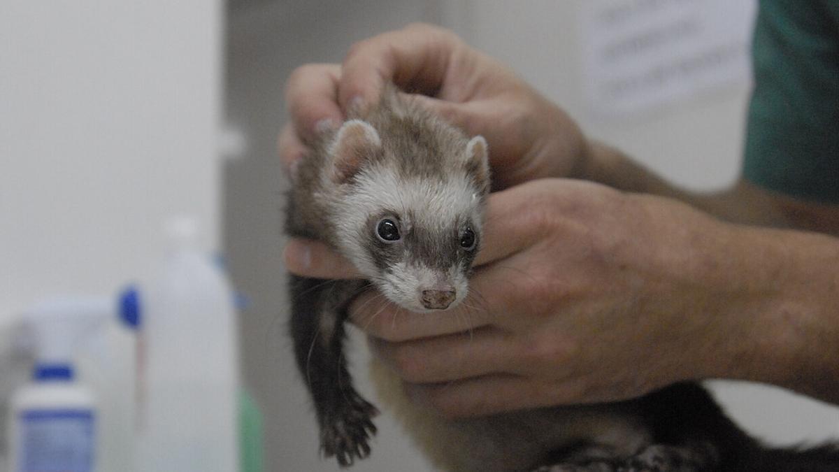 Un hurón, en manos de un veterinario