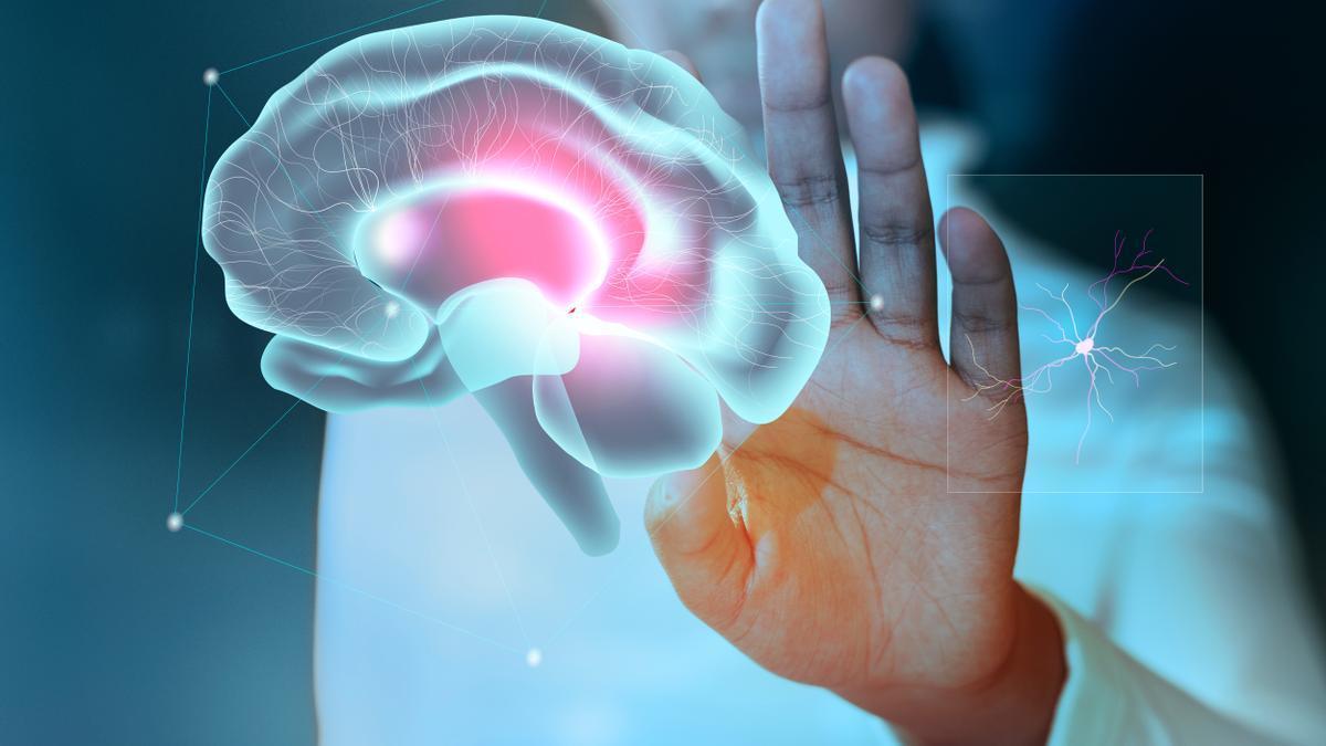 Cerebro, neurociencia