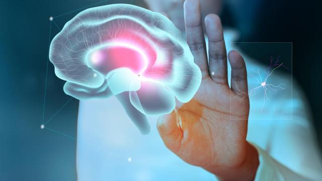 Cerebro, neurociencia