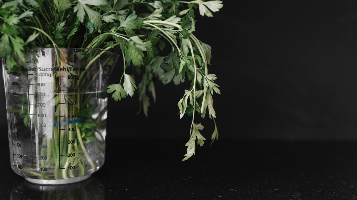 Un manjojo de perjil en una jarra medidora con agua.