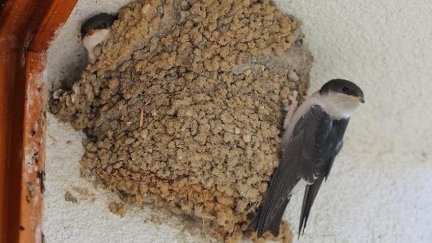 Nido de avión común.