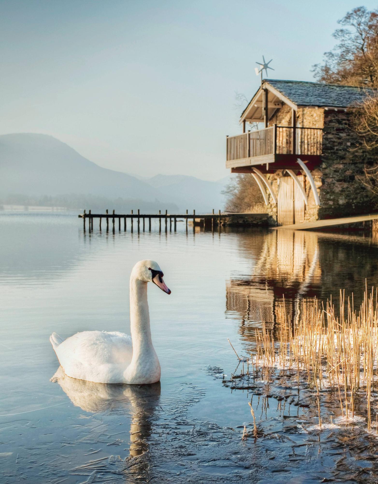 Un cisne nadando en una fría mañana de invierno en Ullswater.