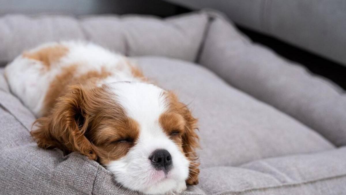 Perro duerme plácidamente en su cama.