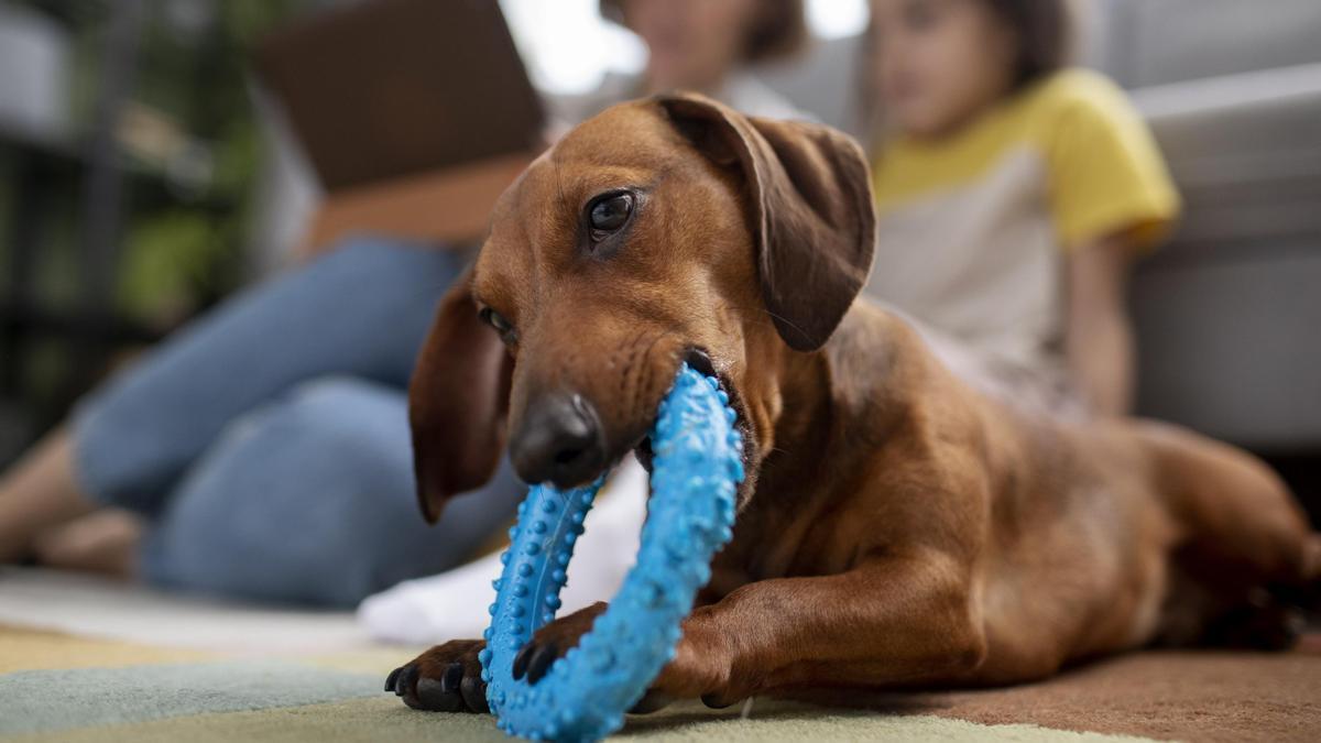 Un perro salchicha se entretiene con un mordedor de goma.
