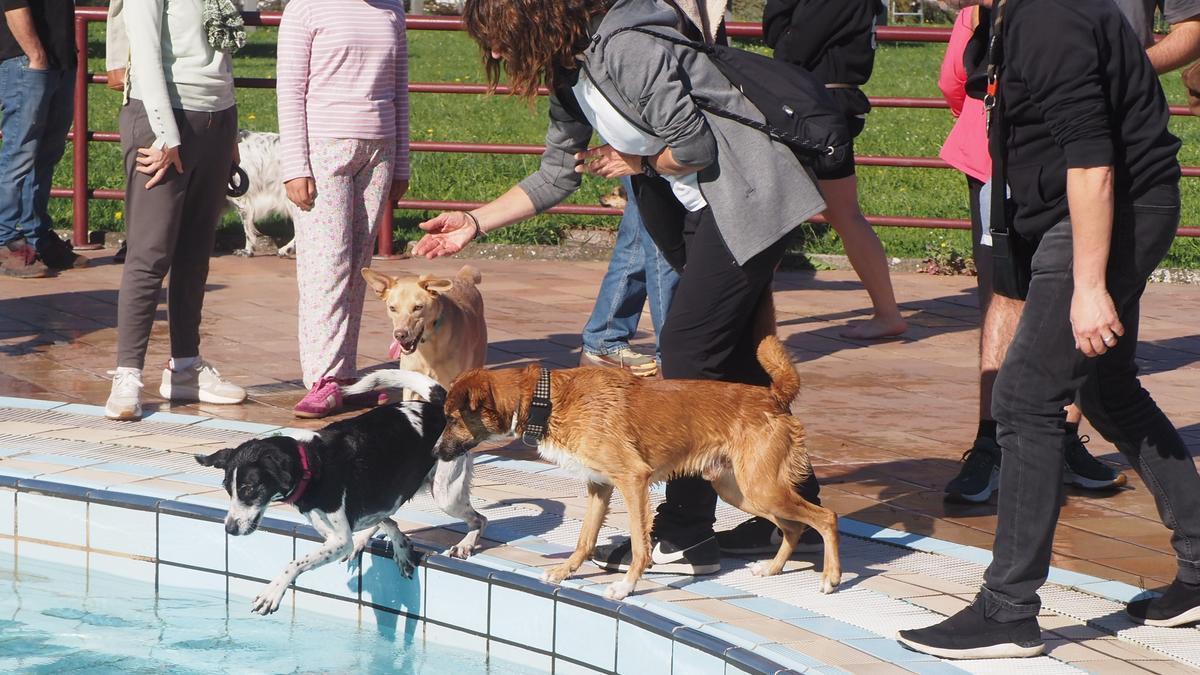 Los perros más animosos no han dudado en saltar agua, aunque otros muchos han estado más remolones.